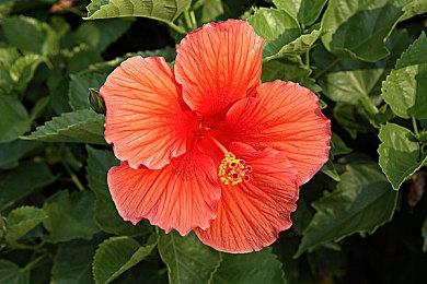 TGA 2023：《Apex 英雄》宣布联动《最终幻想7》